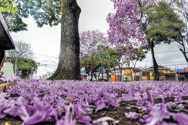 As flores caídas do ipê, na avenida Major Nicácio, formaram um belo ‘tapete roxo’. 